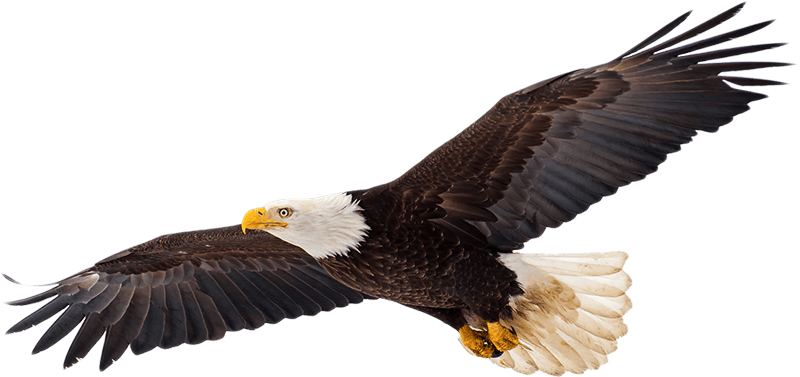 Eagle banner image